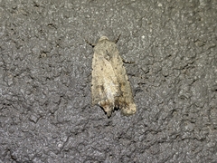 Caradrina montana