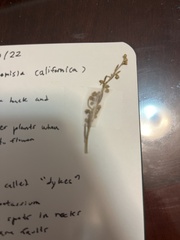 Artemisia californica