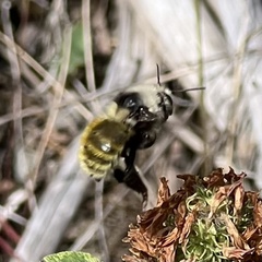 Bombus appositus