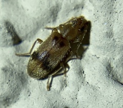 Notoxus desertus