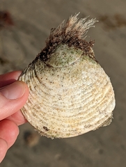 Semele decisa