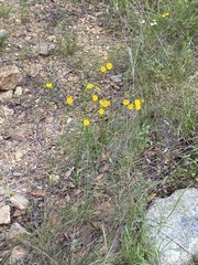 Gutierrezia wrightii