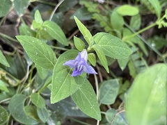 Ruellia repens
