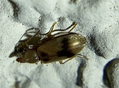 Notoxus desertus