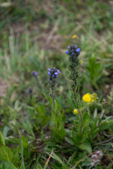 Veronica wormskjoldii