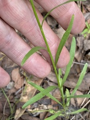Gutierrezia wrightii