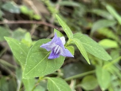 Ruellia repens