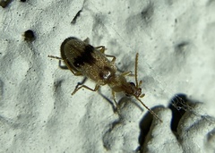 Notoxus desertus