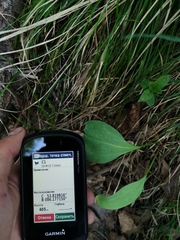 Erythronium sibiricum