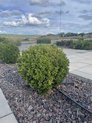Buxus microphylla