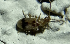 Notoxus desertus