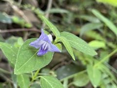 Ruellia repens