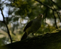 Ptilonorhynchus violaceus