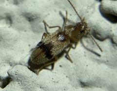 Notoxus desertus