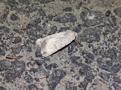 Caradrina montana