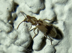 Notoxus desertus