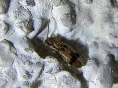 Notoxus desertus