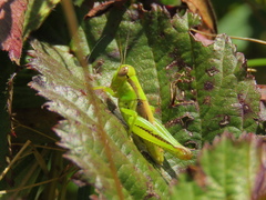 Melanoplus