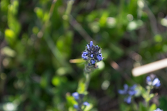 Veronica wormskjoldii