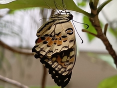 Papilio demoleus malayanus
