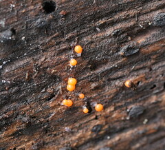 Hemitrichia decipiens