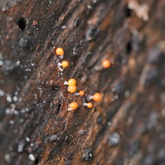 Hemitrichia decipiens