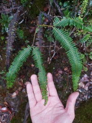 Gleicheniaceae