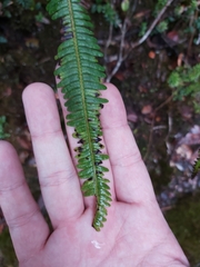 Gleicheniaceae
