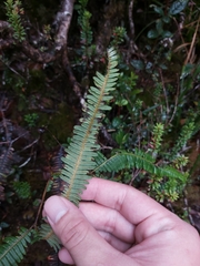 Gleicheniaceae