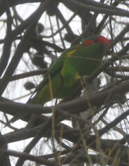 Glossopsitta concinna