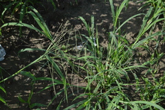 Leptochloa mucronata