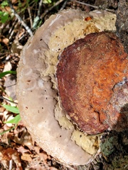Fomitopsis schrenkii