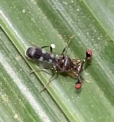 Megalabops quadriguttata