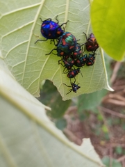 Tectocoris diophthalmus