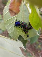 Tectocoris diophthalmus