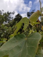 Tectocoris diophthalmus