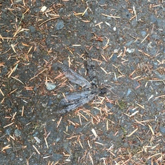 Dysmicohermes disjunctus