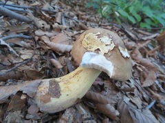 Boletus reticulatus