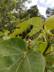 Tectocoris diophthalmus