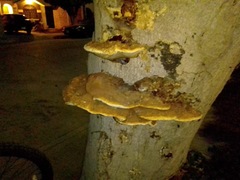 Ganoderma zonatum