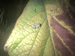 Otiorhynchus singularis