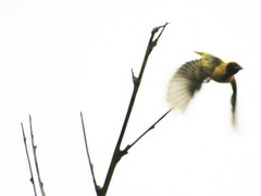 Ploceus cucullatus spilonotus