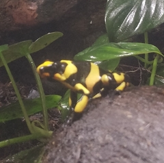 Dendrobates