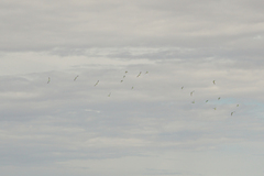 Melopsittacus undulatus