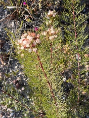 Serruria fasciflora