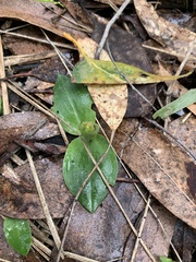 Chiloglottis valida