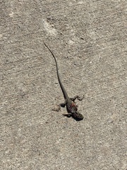 Aspidoscelis neotesselatus