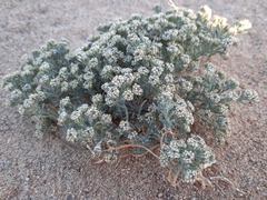 Ptilotrichum canescens