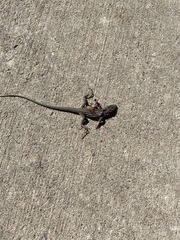 Aspidoscelis neotesselatus