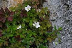 Geranium wilfordii